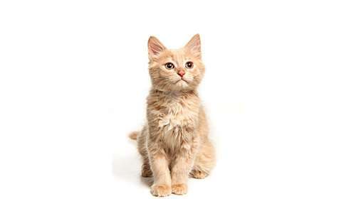 Clo cat