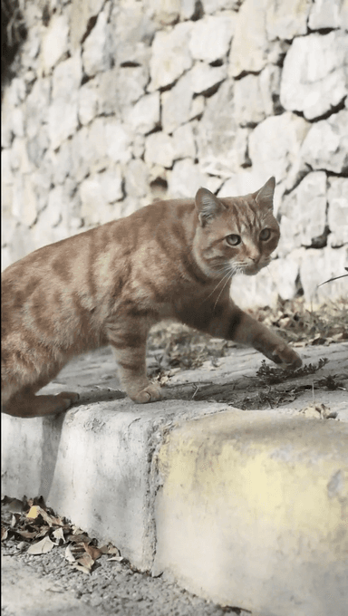 Orange Tabby Cat - Street Walk