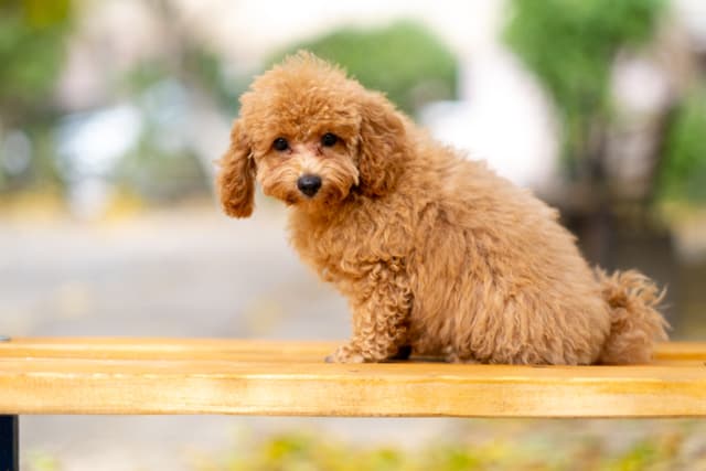 Toy Poodle Puppy – Adorable Apricot Fur